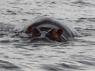 hippo