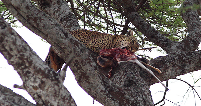 Leopard