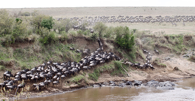 migration
