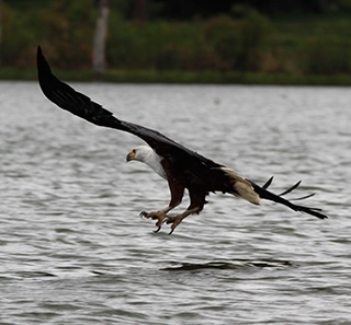 seeadler