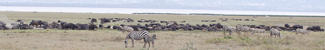 nakuru
