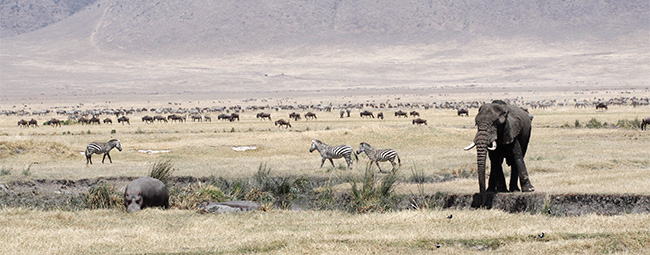 ngorongoro