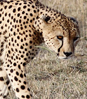 Afrika