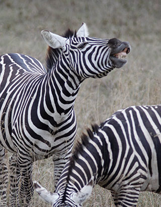 zebra