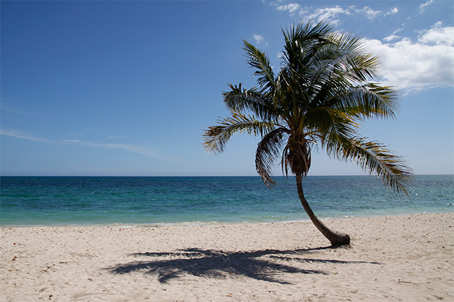 DIE Palme