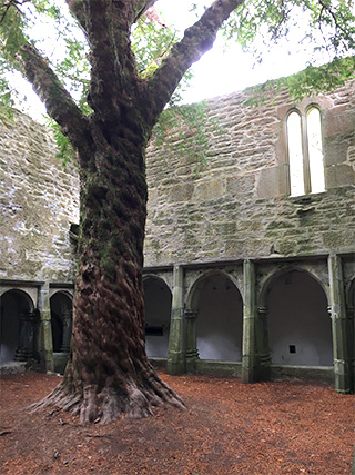 Muckross Abbey