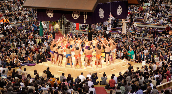 sumo