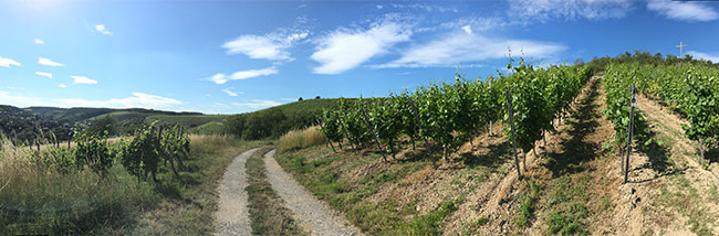 Kahlkreuz