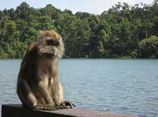 Affe