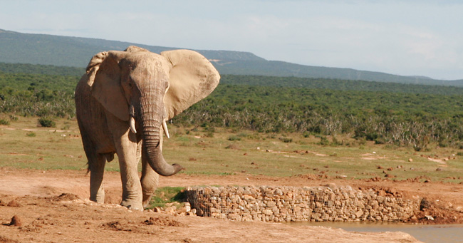 Elefant