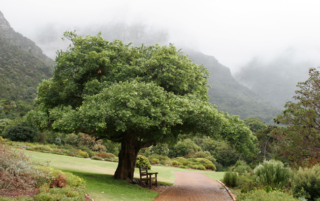 Kirstenbosch