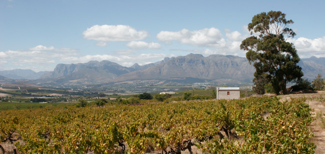 Wein