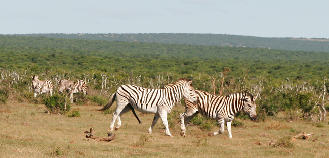 Zebras