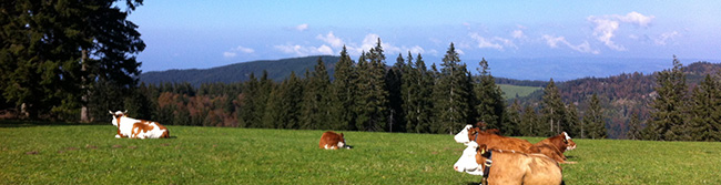 schwarzwald