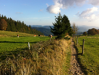 der_weg_weide